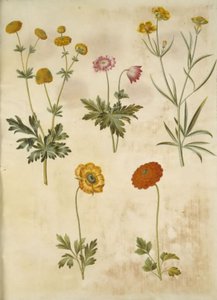 Ranunculus acris (guldknap-ranunkel); アネモネ ネモロサ (hvid アネモネ); Ranunculus Illyricus (ステップラヌンケル); Ranunculus asiatica (have-ranunkel)