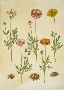 Ranunculus asiatica (have-ranunkel) 作： Hans Simon Holtzbecker