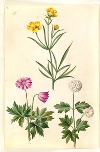 Ranunculus Illyricus (ステップラヌンケル); フォレスト アネモネ (hvid アネモネ)