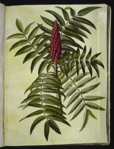 Rhus typhina (クワガタ) 作： Hans Simon Holtzbecker