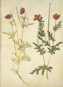 Roemeria hybrida (スミレ hornvalmue); Glaucium horniculatum (rød hornskulpe)