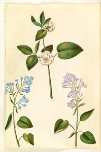 ローザ (?) (バラ); Syringa vulgaris (スイバ) 作： Hans Simon Holtzbecker