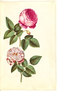 Rosa ×centifolia (centifolia-roses); Rosa gallica versicolor (