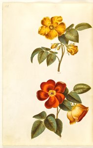 Rosa foetida (黄色いバラ); Rosa foetida（トルコのバラ） 作： Hans Simon Holtzbecker