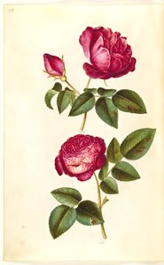 Rosa gallica (apoteker-rose); ピンク（？）（バラ） 作： Hans Simon Holtzbecker
