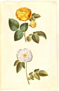 Rosa hemisphaerica (硫黄の黄色いバラ); ローザ×アルバ（白薔薇） 作： Hans Simon Holtzbecker