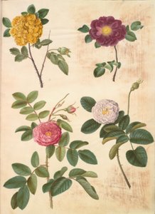 Rosa hemisphaerica (硫黄の黄色いバラ); ローザ ガリカ (ベルベット ローズ); Rosa×damascena（ダマシンローズ） 作： Hans Simon Holtzbecker