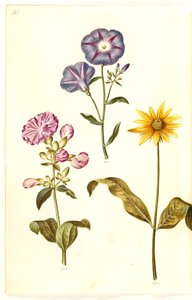 Saponaria officinalis (一般的なサボンソウ); Convolvulus tricolor (乙女のスカート); ヒマワリ（?）（ヒマワリの種） 作： Hans Simon Holtzbecker