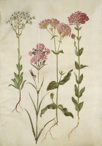 Saxifraga paniculata (ユキノシタ); Silene viscaria (一般的なタールクローブ); Silene armeria（ノットライムワート）; 作： Hans Simon Holtzbecker