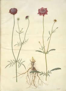 Scabiosa atropurpurea (enkeblomst) 作： Hans Simon Holtzbecker