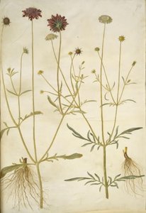 Scabiosa atropurpurea (enkeblomst); Scabiosa columbaria (2スカビオース)