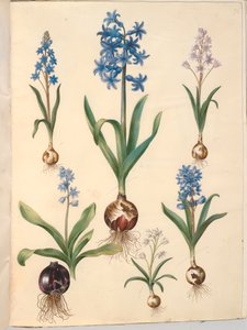 Scilla bifolia (tobladet skilla); オリエンタル ヒヤシンス (almindelig hyacint); 美しいスキラ（ヒンメルブロスキラ） 作： Hans Simon Holtzbecker