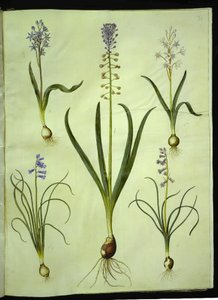 シラ・ビフォリア（二葉シラ）; Muscari comosum (夕暮れのヒヤシンス); Brimeura amethystina (ピレネーヒヤシンス) 作： Hans Simon Holtzbecker
