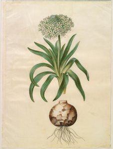 Scilla peruviana (ジャイアント シラ) 作： Hans Simon Holtzbecker