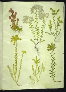 Sempervivum arachnoideum (クモの巣のタマネギ); セダムアルバム（白いストーンワート）; セダムエーカー（噛むストーンワート）; セダム・ルペストレ（山のストーンワート）; Sedum sexangulare (6 列のストーンワート) 作： Hans Simon Holtzbecker