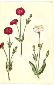 Silene Coronaria（クラウンウニ） 作： Hans Simon Holtzbecker