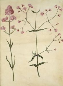 Silene viscaria（一般的なタールクローブ）; Silene（コルククラウン） 作： Hans Simon Holtzbecker