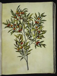 Solanum pseudocapsicum (エルサレム-サンゴ熊) 作： Hans Simon Holtzbecker