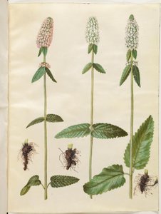 Stachys officinalis (医療ベトニー) 作： Hans Simon Holtzbecker
