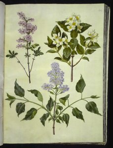 Syringa ×persica (ペルシャのスイバ); フィラデルフス・コロナリウス（香ばしいパイプウッド）; Syringa vulgaris (スイバ) 作： Hans Simon Holtzbecker