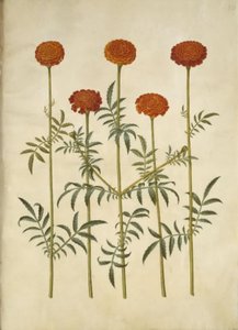マンジュギクのpatula（禁止されたベルベットの花） 作： Hans Simon Holtzbecker