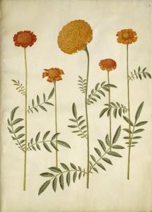 マンジュギクのpatula（禁止されたベルベットの花）; マンジュギク エレクター (直立ベルベットの花) 作： Hans Simon Holtzbecker