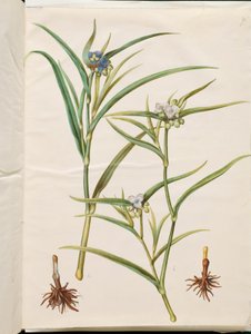 Tradescantia virginiana または Tradescantia ohiensis (フラワー ジューまたはオハイオ フラワー ジュー) 作： Hans Simon Holtzbecker