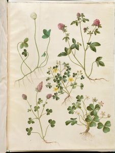 Trifolium repens (シロツメクサ); Trifolium pratense (レッドクローバー); オキザリス・コルニキュラータ（酸っぱいクローバー）; Trifolium incarnatum (血のクローバー); Oxalis acetosella (スイバ)