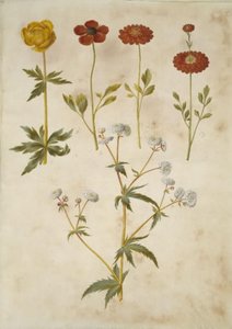Trollius europaeus (ヨーロッパの牧草地のプラム); Ranunculus asiaticus (キンポウゲ); ラナンキュラス・アコニティフォリウス（シルバーボタンキンポウゲ） 作： Hans Simon Holtzbecker