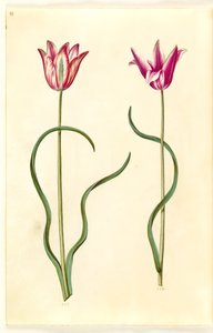 Tulipa clusiana (clusius-tulip) 作： Hans Simon Holtzbecker
