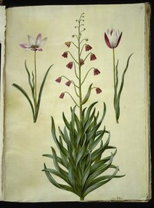 Tulipa clusiana (clusius-tulipan); Fritillaria persica (パーシスク・フリチラリア) 作： Hans Simon Holtzbecker