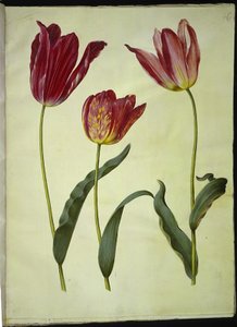 Tulipa gesneriana (have-tulipan) 作： Hans Simon Holtzbecker