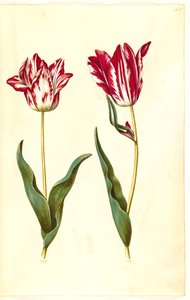 Tulipa gesneriana (have-tulipan) 作： Hans Simon Holtzbecker