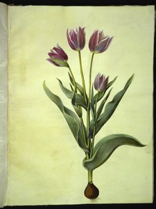 Tulipa gesneriana (have-tulipan) 作： Hans Simon Holtzbecker