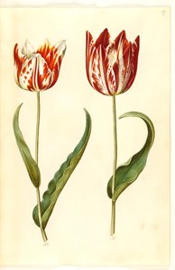 Tulipa gesneriana (have-tulipan) 作： Hans Simon Holtzbecker