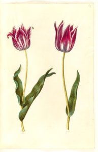 Tulipa gesneriana (have-tulipan) 作： Hans Simon Holtzbecker