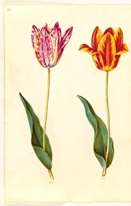 Tulipa gesneriana (have-tulipan) 作： Hans Simon Holtzbecker