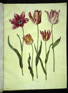 Tulipa gesneriana (have-tulipan) 作： Hans Simon Holtzbecker
