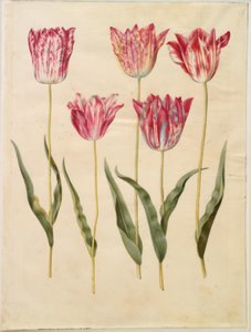 Tulipa gesneriana (have-tulipan) 作： Hans Simon Holtzbecker