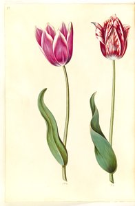 Tulipa gesneriana (have-tulipan) 作： Hans Simon Holtzbecker