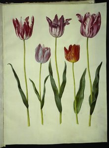 Tulipa gesneriana (have-tulipan) 作： Hans Simon Holtzbecker