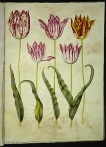 Tulipa gesneriana (have-tulipan)