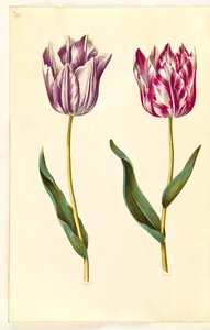 Tulipa gesneriana (have-tulipan) 作： Hans Simon Holtzbecker