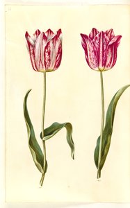 Tulipa gesneriana (have-tulipan) 作： Hans Simon Holtzbecker