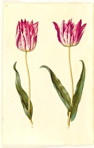 Tulipa gesneriana (have-tulipan) 作： Hans Simon Holtzbecker