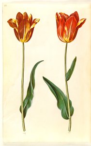 Tulipa gesneriana (have-tulipan) 作： Hans Simon Holtzbecker