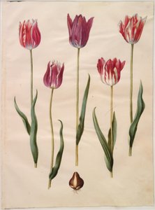 Tulipa gesneriana (have-tulipan) 作： Hans Simon Holtzbecker