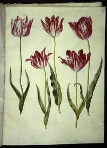 Tulipa gesneriana (have-tulipan) 作： Hans Simon Holtzbecker
