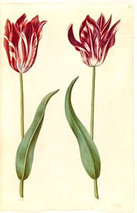 Tulipa gesneriana (have-tulipan) 作： Hans Simon Holtzbecker