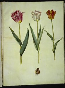 Tulipa gesneriana (have-tulipan) 作： Hans Simon Holtzbecker